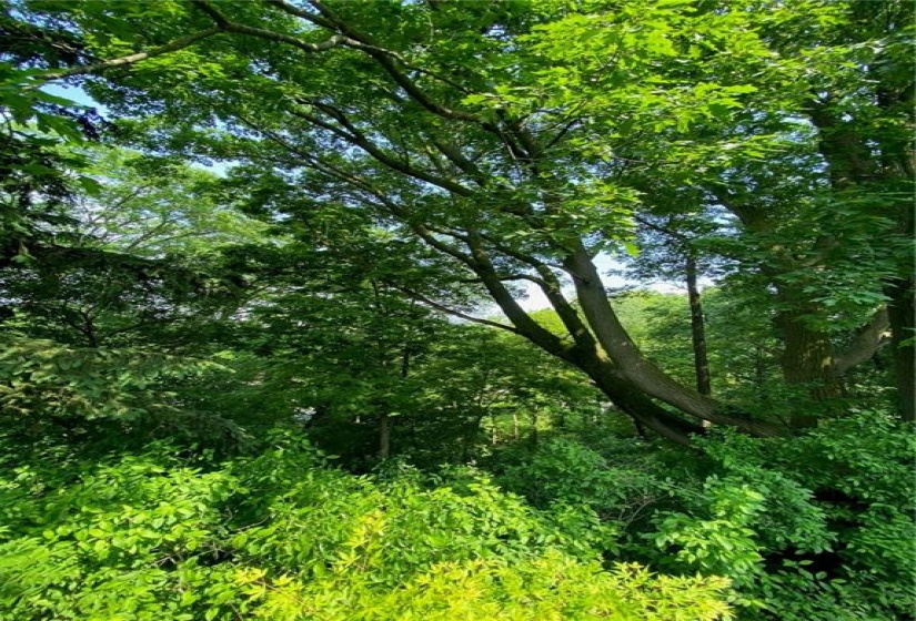 View from deck