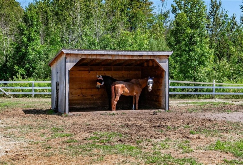 Horse Paddock