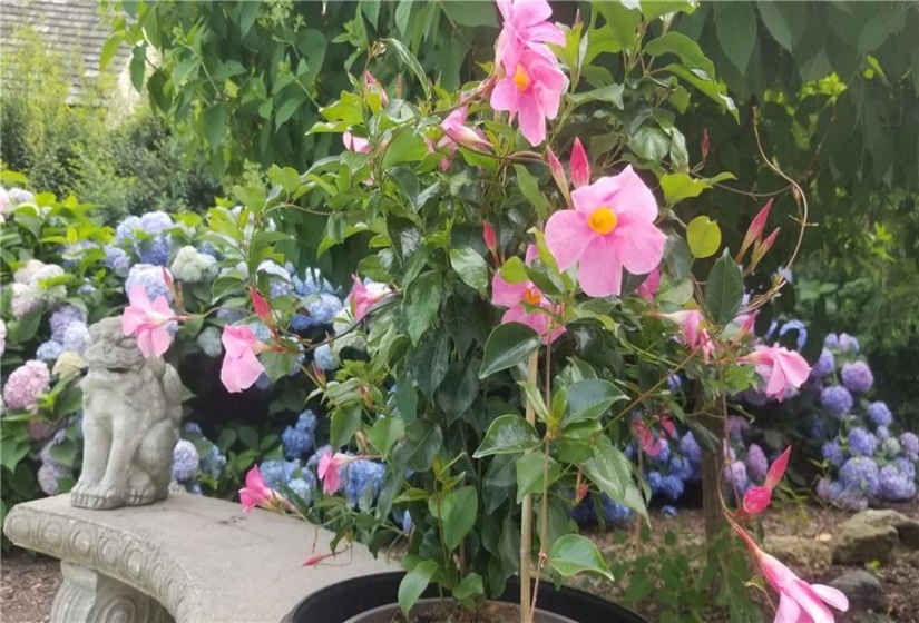 Large Nikko blue & pink hydrangea hedge. Vintage concrete bench included included. Hydrangeas turn a mossy green in the Fall.