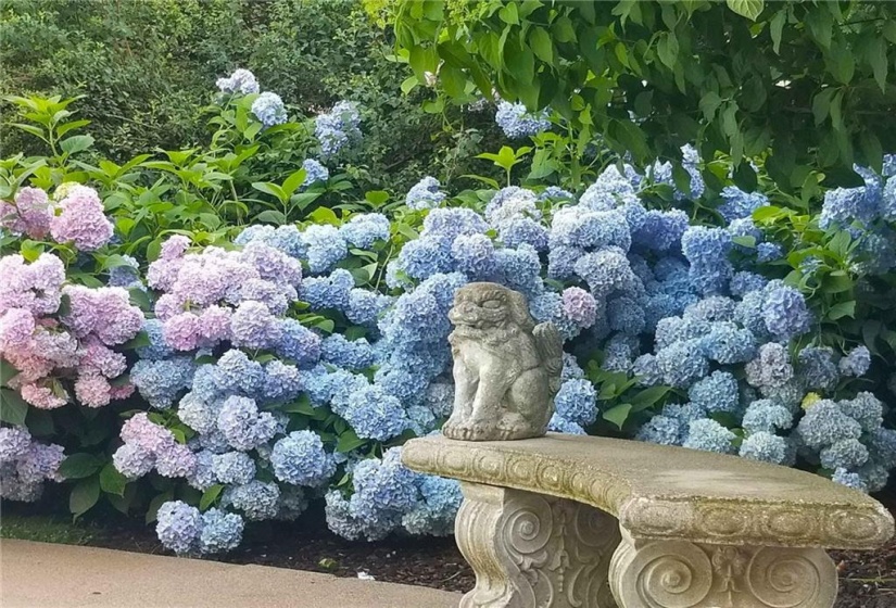 Nikko Blue & pink hydrangeas